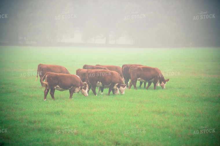 Hereford Cattle in Pasture 81028