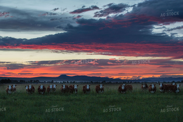 Hereford Cattle in Pasture at Sunset 81032