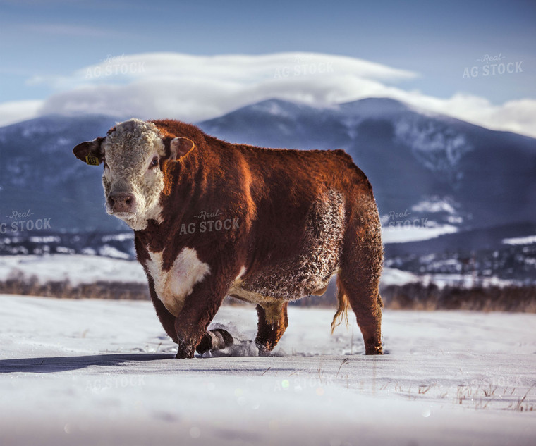 Hereford Bull in Snow 81035