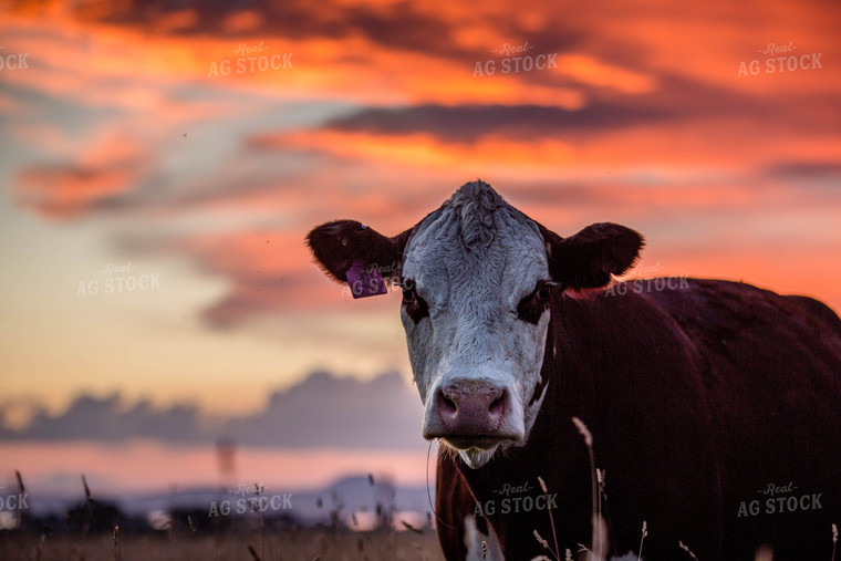 Hereford Cow in Sunset 81044