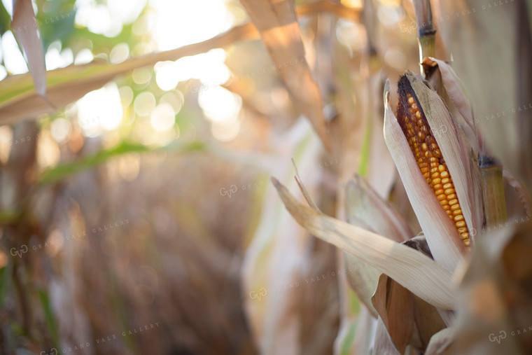 Corn - Dry 1352