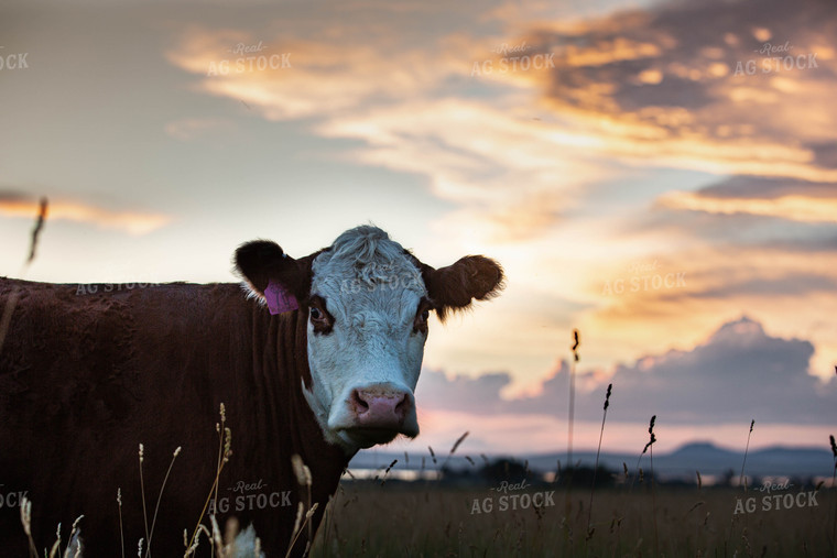 Hereford Cow 81047