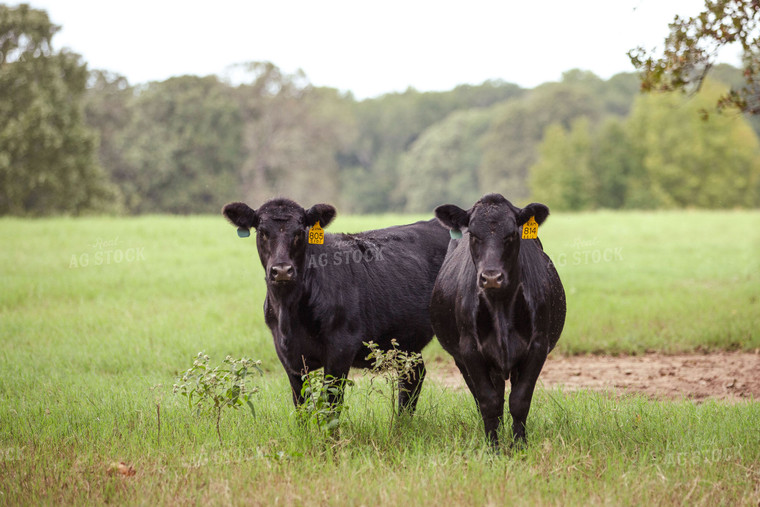 Black Angus Cows 81056