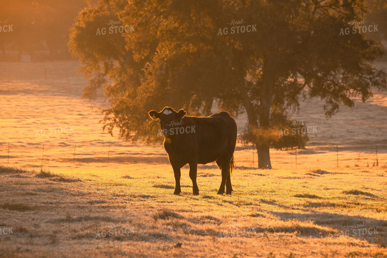 Black Baldy Cows 81057