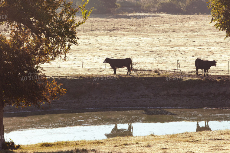 Cattle in Pasture 81060