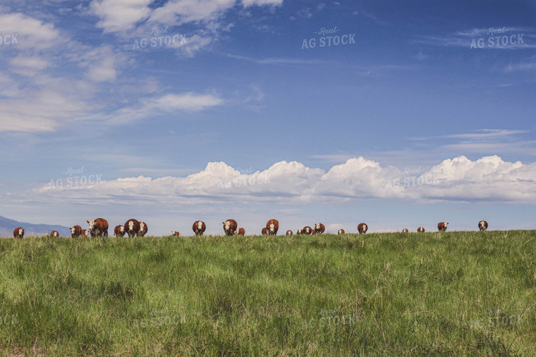 Hereford Cattle in Pasture 81063