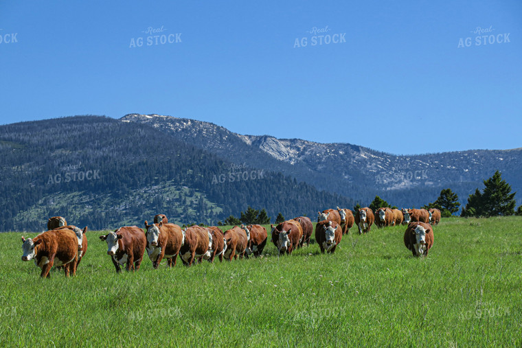 Hereford Cattle in Pasture 81064