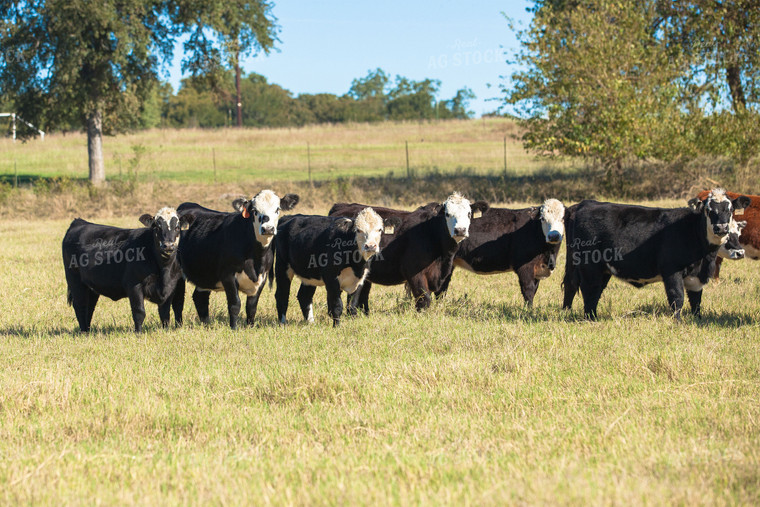 Black Baldy Cattle in Pasture 81065