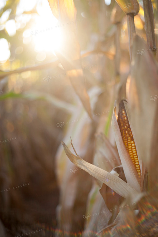 Corn - Dry 1354