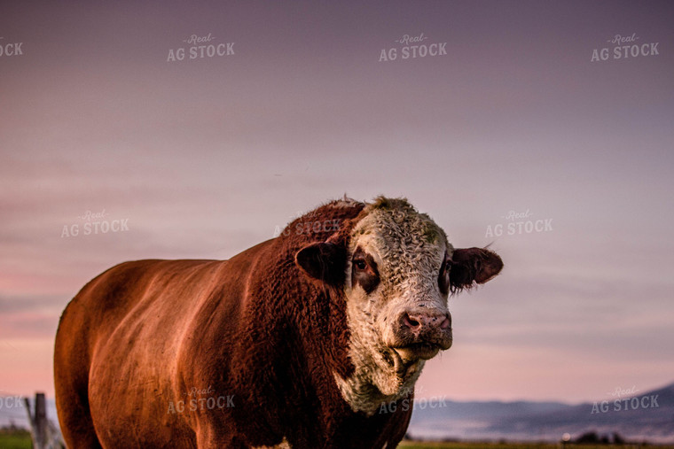 Hereford Cow 81067