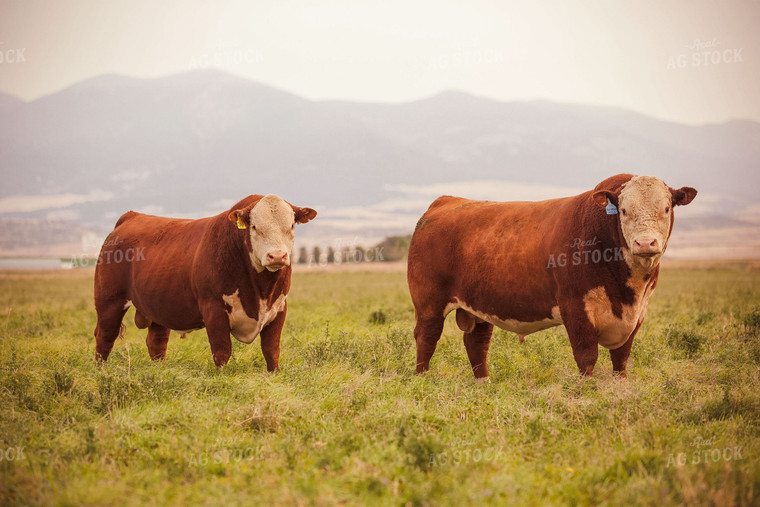 Hereford Bulls in Pasture 81071
