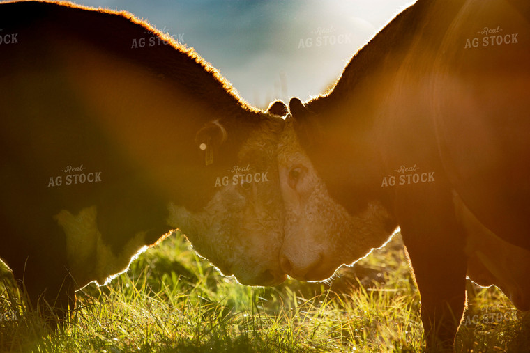 Hereford Cows Butting Heads 81077