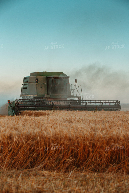 Wheat Harvest 81083