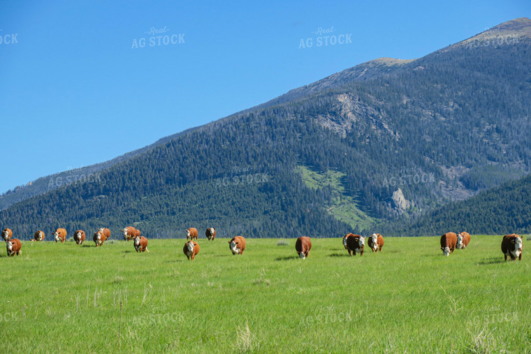 Hereford Cattle in Pasture 81087