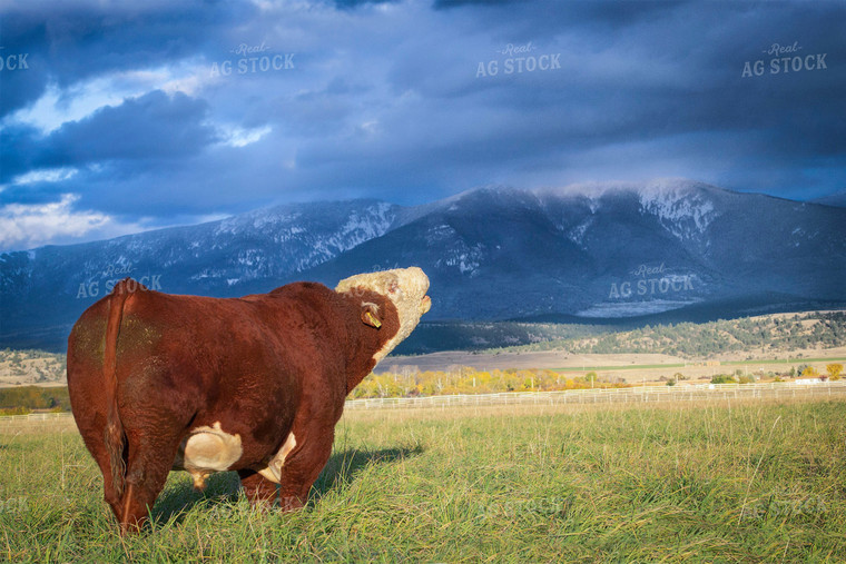 Hereford Cow with Mountains 81089