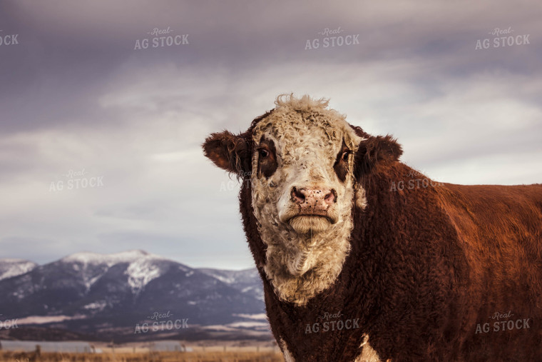 Hereford Cow 81091