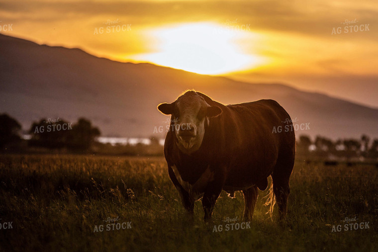 Hereford Bull in Pasture 81093