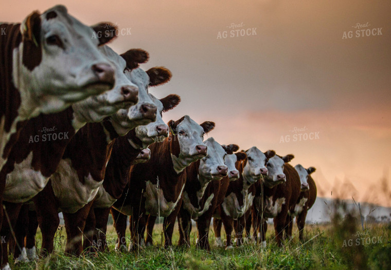 Hereford Cattle in Line 81094