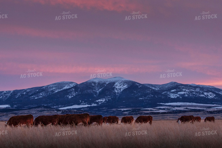 Hereford Cattle with Mountains 81095