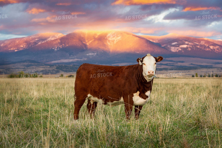 Hereford Cow in Pasture 81100