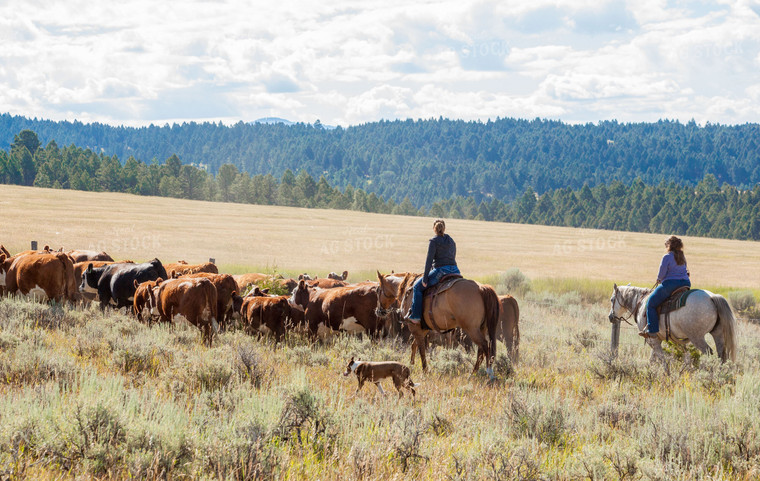 Cattlemen and Cattle in Pasture 81103