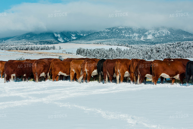 Hereford Cows in Snowy Pasture 81104