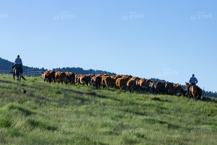 Cattlemen and Cattle in Pasture 81106