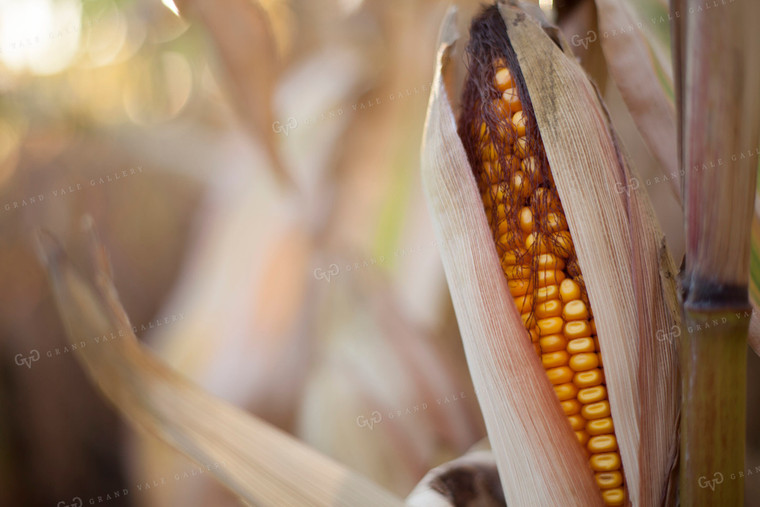Corn - Dry 1360