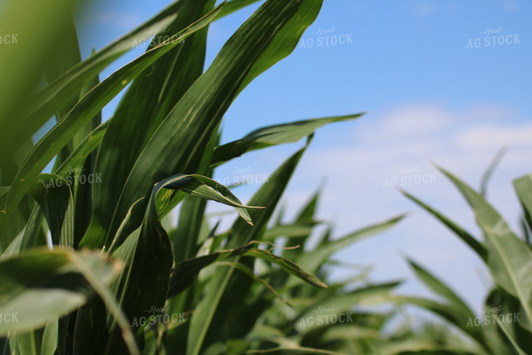 Rows of Corn 82014