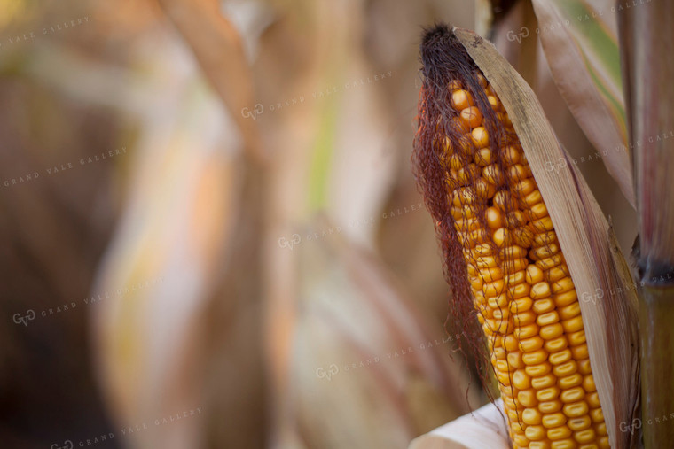 Corn - Dry 1361
