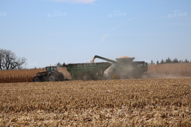 Corn Harvest 82021