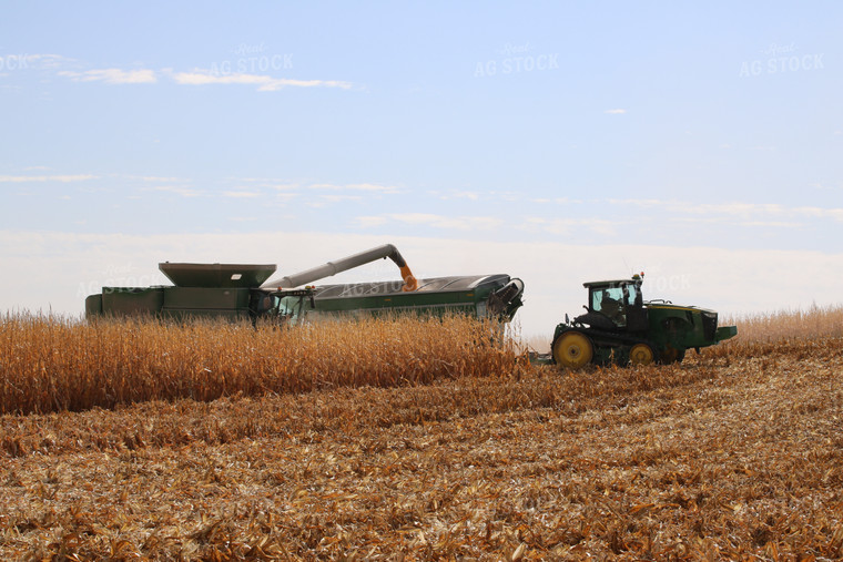 Corn Harvest 82040