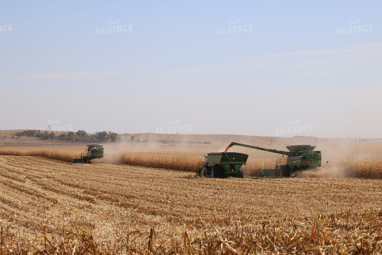Corn Harvest 82042
