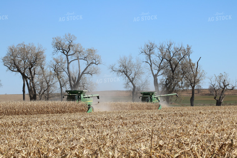 Combines Harvesting Corn 82047