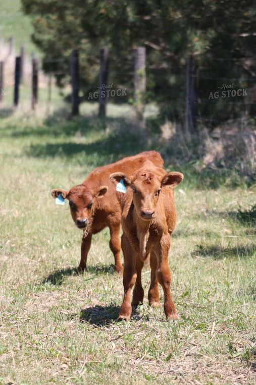 Red Angus Calves 82065