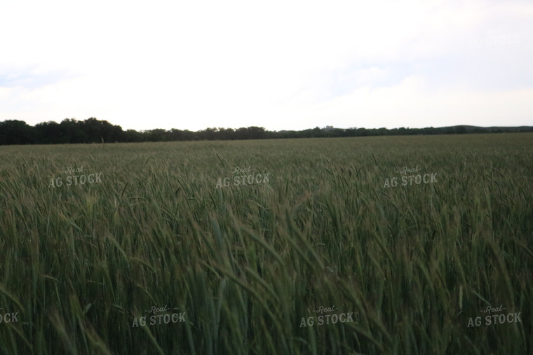 Field of Wheat 82068