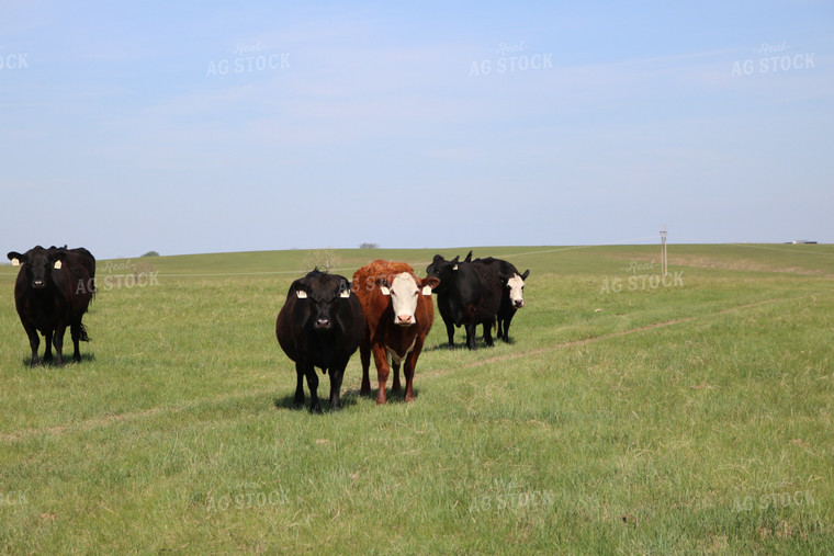 Cattle in Pasture 82075