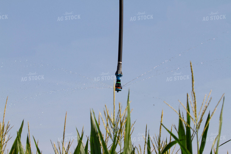 Irrigation System in Corn Field 79097