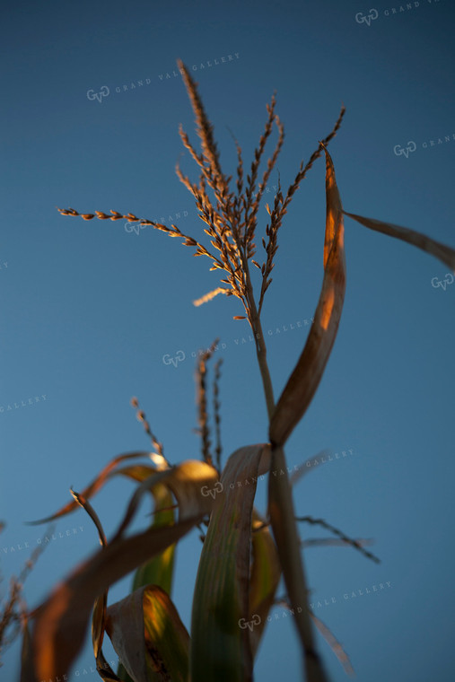 Corn - Dry 1368