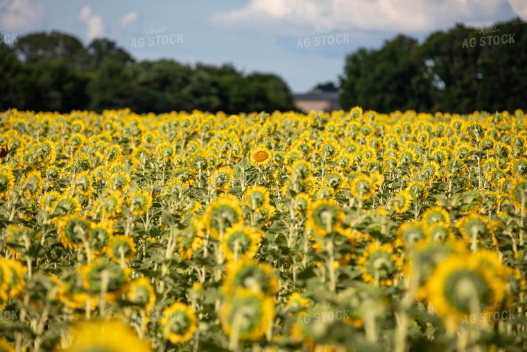 Sunflower Field 79105