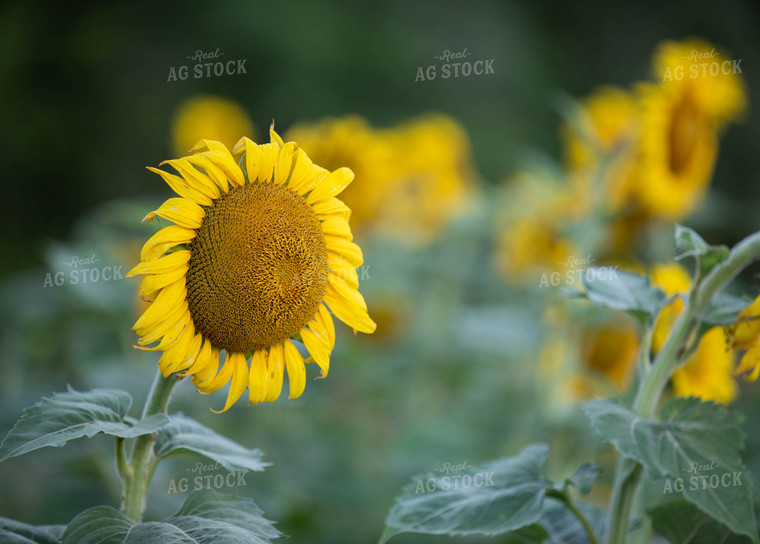 Sunflower Plant 79106