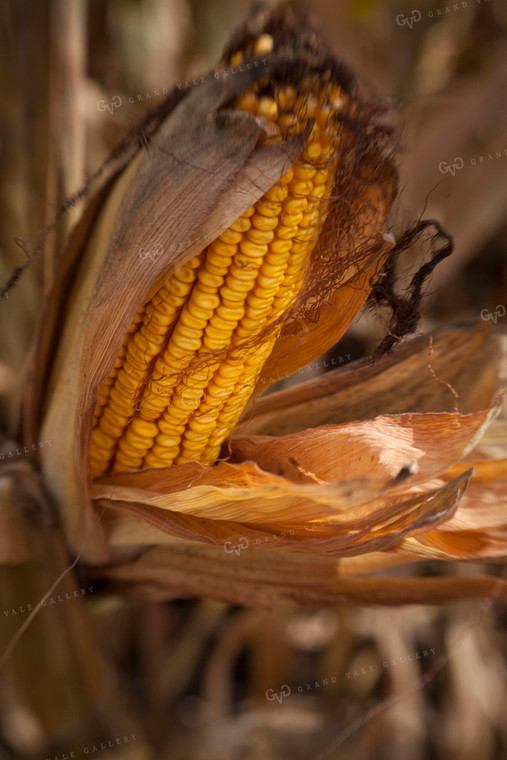 Corn - Dry 1371
