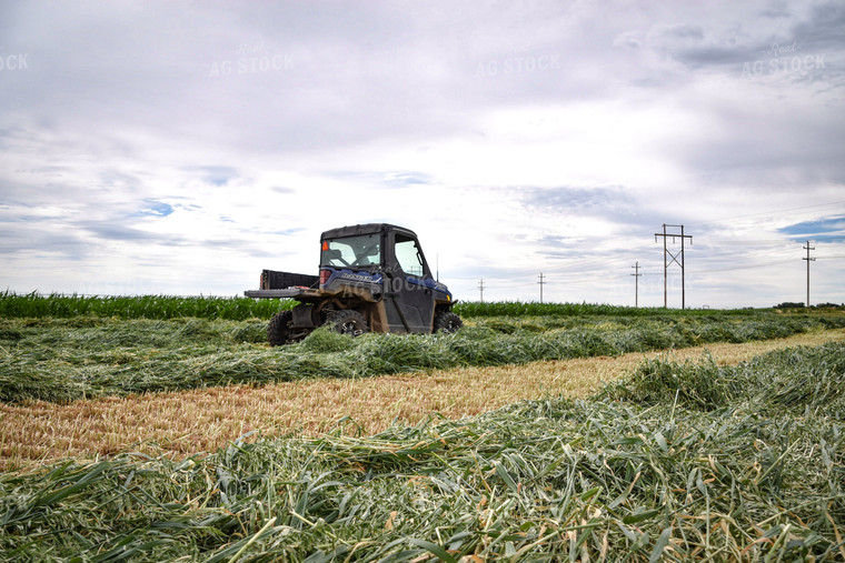 Side by Side in Hay Field 56431