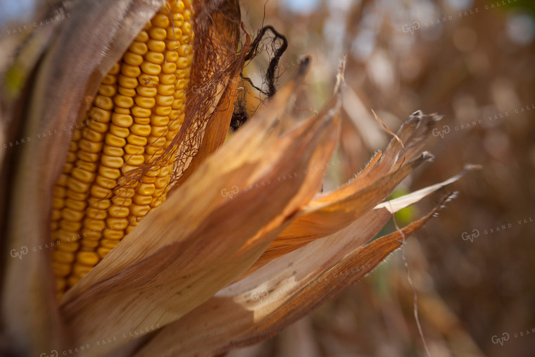 Corn - Dry 1372