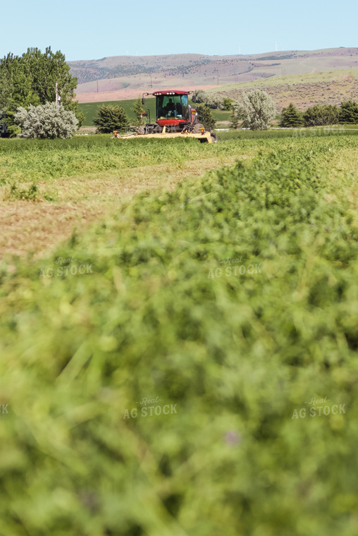 Cutting Hay 83004