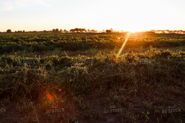 Windrowed Hay 83014