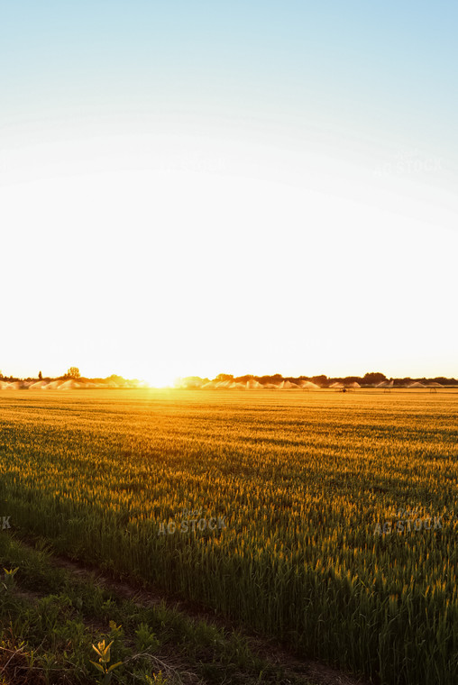 Field of Hay 83023