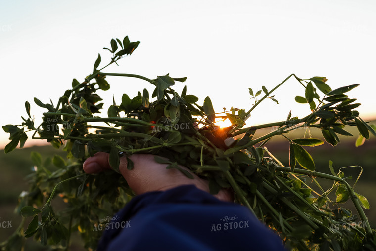 Handful of Alfalfa 83027