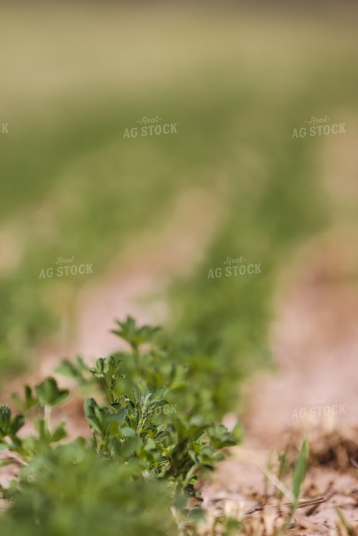 Young Alfalfa Field 83031