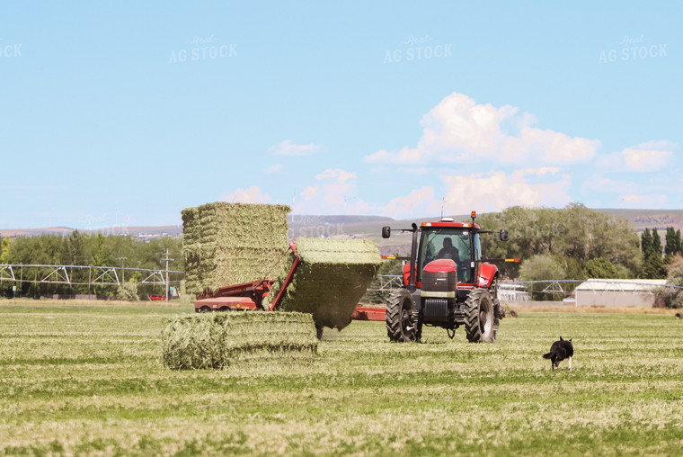 Gathering Square Bales 83033